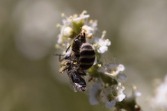 Hesperapis ilicifoliae