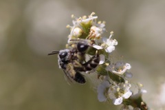 Hesperapis ilicifoliae