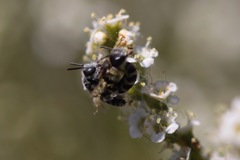 Hesperapis ilicifoliae