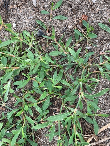 Polygonum aviculare