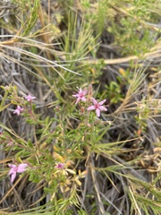 Frankeniaceae