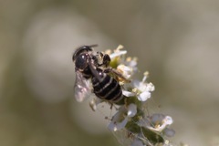 Hesperapis ilicifoliae