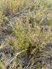 Frankeniaceae
