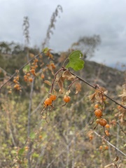 Ribes aureum gracillimum