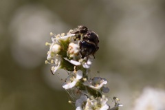 Hesperapis ilicifoliae
