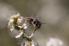 Hesperapis ilicifoliae