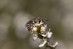 Hesperapis ilicifoliae