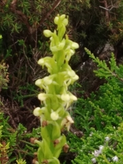 Platanthera pollostantha