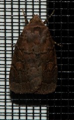 Orthodes cynica