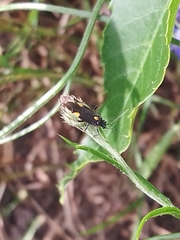 Capsodes