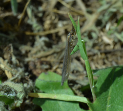 Creoleon lugdunensis