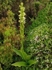 Platanthera pollostantha