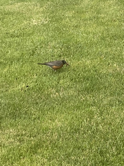 Turdus migratorius