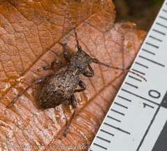 Plectrura spinicauda