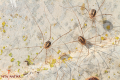 Cosmobunus granarius