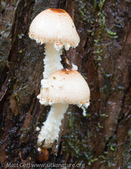 Lepiota magnispora