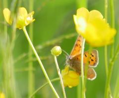 Lycaena phlaeas