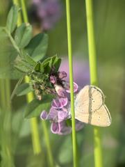 Cyaniris semiargus