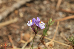 Linaria algarviana