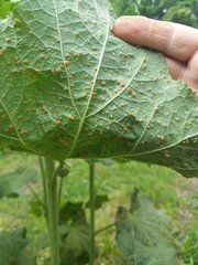 Puccinia malvacearum