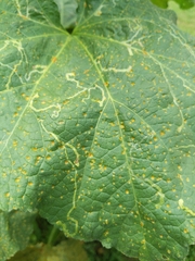 Puccinia malvacearum