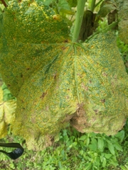 Puccinia malvacearum