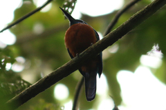 Jacamerops aureus