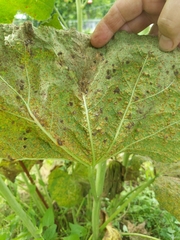 Puccinia malvacearum