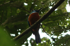 Jacamerops aureus