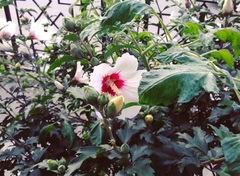 Hibiscus