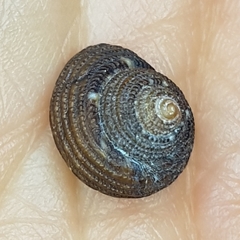 Clanculus cruciatus