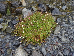 Epilobium macropus
