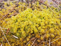 Sphagnum tenellum