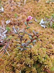Kalmia procumbens