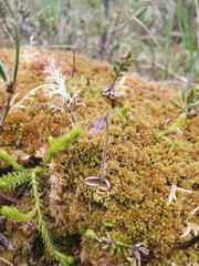 Pinguicula villosa