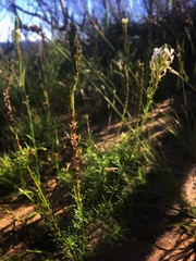 Hebenstretia integrifolia