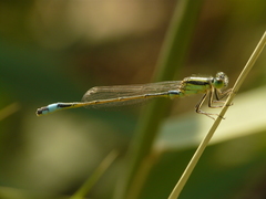 Ischnura evansi
