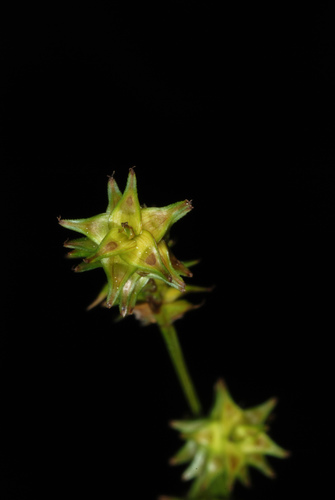 Carex atlantica ssp. atlantica