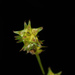 Carex atlantica atlantica - Photo 由 Douglas Goldman 所上傳的 (c) Douglas Goldman，保留部份權利CC BY-NC