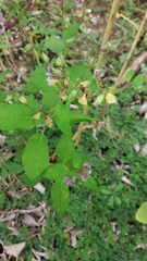 Cuphea impatientifolia