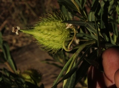 Gomphocarpus fruticosus fruticosus