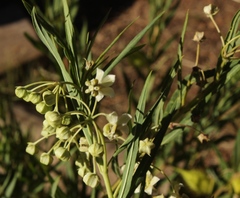 Gomphocarpus fruticosus fruticosus
