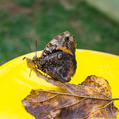 Opsiphanes invirae