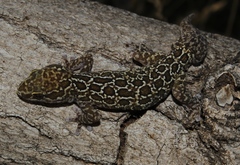 Pachydactylus oculatus