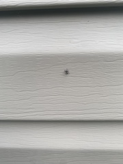 Salticus scenicus