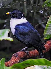 Streptocitta albicollis