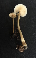 Gymnopus junquilleus