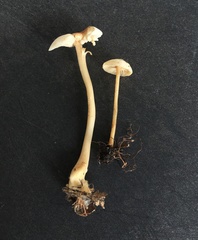 Gymnopus junquilleus