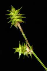 Carex atlantica atlantica