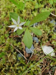 Lysimachia europaea
